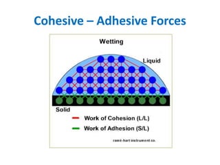 Cohesive – Adhesive Forces