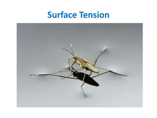 Surface Tension