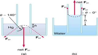 Capillary Action | PPTX