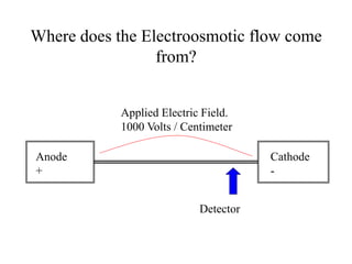 Where does the Electroosmotic flow come
from?
Anode
+
Cathode
-
Applied Electric Field.
1000 Volts / Centimeter
Detector
 