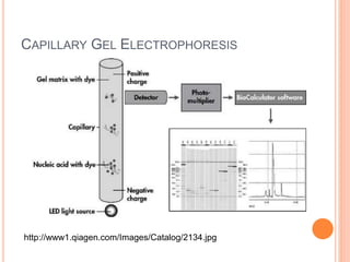 CAPILLARY GEL ELECTROPHORESIS
http://www1.qiagen.com/Images/Catalog/2134.jpg
 