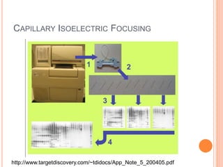 CAPILLARY ISOELECTRIC FOCUSING
http://www.targetdiscovery.com/~tdidocs/App_Note_5_200405.pdf
 