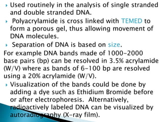  Used routinely in the analysis of single stranded
and double stranded DNA.
 Polyacrylamide is cross linked with TEMED to
form a porous gel, thus allowing movement of
DNA molecules.
 Separation of DNA is based on size.
For example DNA bands made of 1000-2000
base pairs (bp) can be resolved in 3.5% acrylamide
(W/V) where as bands of 6-100 bp are resolved
using a 20% acrylamide (W/V).
 Visualization of the bands could be done by
adding a dye such as Ethidium Bromide before
or after electrophoresis. Alternatively,
radioactively labeled DNA can be visualized by
autoradiography (X-ray film).
 