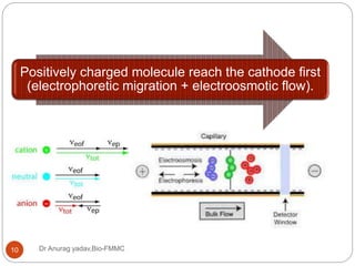 Dr Anurag yadav,Bio-FMMC10
Positively charged molecule reach the cathode first
(electrophoretic migration + electroosmotic flow).
 