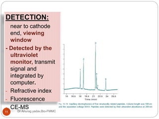 Dr Anurag yadav,Bio-FMMC11
DETECTION:
near to cathode
end, viewing
window
- Detected by the
ultraviolet
monitor, transmit
signal and
integrated by
computer.
- Refractive index
- Fluorescence
- CE-MS
 