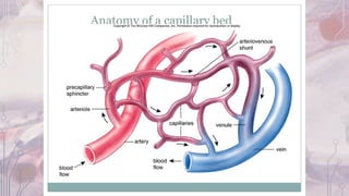 Capillary function | PPT