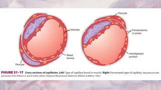 Capillary function | PPT