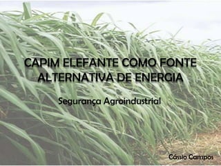 CAPIM ELEFANTE COMO FONTE ALTERNATIVA DE ENERGIA Segurança Agroindustrial Cássio Campos 