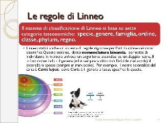 Le regole di LinneoLe regole di Linneo
Scuola Secondaria Bolgare. Prof. Locatelli 11
 