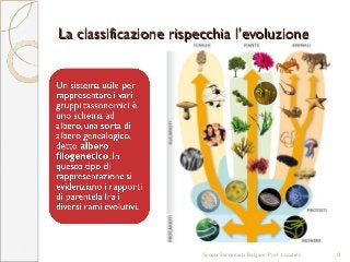 La classificazione rispecchia l’evoluzioneLa classificazione rispecchia l’evoluzione
Scuola Secondaria Bolgare. Prof. Locatelli 13
 