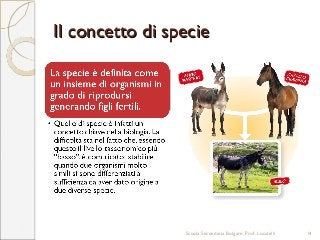 Il concetto di specieIl concetto di specie
Scuola Secondaria Bolgare. Prof. Locatelli 14
 