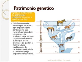 Patrimonio geneticoPatrimonio genetico
Scuola Secondaria Bolgare. Prof. Locatelli 5
 
