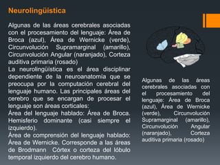 Neurolingüística
Algunas de las áreas cerebrales asociadas
con el procesamiento del lenguaje: Área de
Broca (azul), Área de Wernicke (verde),
Circunvolución Supramarginal (amarillo),
Circunvolución Angular (naranjado), Corteza
auditiva primaria (rosado)
La neurolingüística es el área disciplinar
dependiente de la neuroanatomía que se
preocupa por la computación cerebral del
lenguaje humano. Las principales áreas del
cerebro que se encargan de procesar el
lenguaje son áreas corticales:
Área del lenguaje hablado: Área de Broca.
Hemisferio dominante (casi siempre el
izquierdo).
Área de comprensión del lenguaje hablado:
Área de Wernicke. Corresponde a las áreas
de Brodmann Córtex o corteza del lóbulo
temporal izquierdo del cerebro humano.
Algunas de las áreas
cerebrales asociadas con
el procesamiento del
lenguaje: Área de Broca
(azul), Área de Wernicke
(verde), Circunvolución
Supramarginal (amarillo),
Circunvolución Angular
(naranjado), Corteza
auditiva primaria (rosado)
 