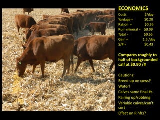 HEAD COUNT ON STALKS - 85 quarters
2351 Dry cows/R Heifers
1071 Cow/Calf pairs
825 Yearlings
48 Bulls
5365 head
 