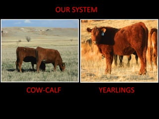 COW-CALF YEARLINGS
OUR SYSTEM
 