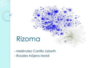 Rizoma
• Meléndez Carrillo Lizbeth
• Rosales Nájera Metzli
 