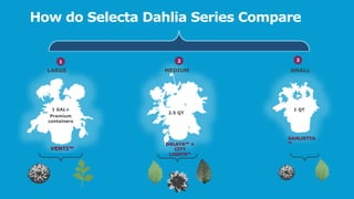 Selecta Containers Capitalizing on Dahlia Mania Support File | PPTX