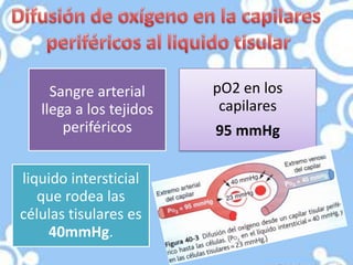 Sangre arterial     pO2 en los
   llega a los tejidos    capilares
       periféricos       95 mmHg

liquido intersticial
   que rodea las
células tisulares es
    40mmHg.
 