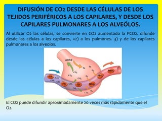 DIFUSIÓN DE CO2 DESDE LAS CÉLULAS DE LOS
TEJIDOS PERIFÉRICOS A LOS CAPILARES, Y DESDE LOS
     CAPILARES PULMONARES A LOS ALVEÓLOS.
Al utilizar O2 las células, se convierte en CO2 aumentado la PCO2. difunde
desde las células a los capilares, «2) a los pulmones. 3) y de los capilares
pulmonares a los alveolos.




El CO2 puede difundir aproximadamente 20 veces más rápidamente que el
O2.
 