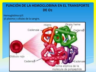 FUNCIÓN DE LA HEMOGLOBINA EN EL TRANSPORTE
                    DE O2
Hemoglobina 97%
3% plasma y células de la sangre.
 