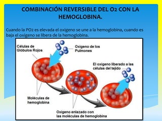 COMBINACIÓN REVERSIBLE DEL O2 CON LA
                 HEMOGLOBINA.
Cuando la PO2 es elevada el oxigeno se une a la hemoglobina, cuando es
baja el oxigeno se libera de la hemoglobina.
 