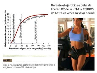 Durante el ejercicio se debe de
liberar O2 de la HEM -> TEJIDOS
de hasta 20 veces su valor normal
 