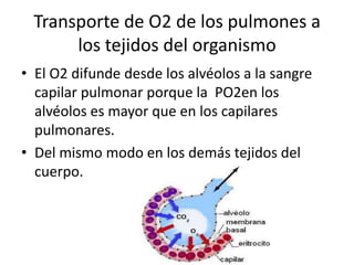 Transporte de O2 de los pulmones a
      los tejidos del organismo
• El O2 difunde desde los alvéolos a la sangre
  capilar pulmonar porque la PO2en los
  alvéolos es mayor que en los capilares
  pulmonares.
• Del mismo modo en los demás tejidos del
  cuerpo.
 
