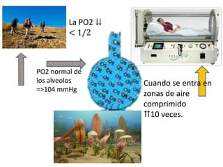 La PO2 ⇊
         < 1/2



PO2 normal de
los alveolos        Cuando se entra en
=>104 mmHg
                    zonas de aire
                    comprimido
                    ⇈10 veces.
 