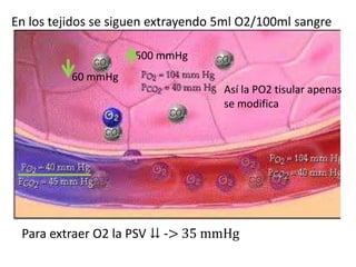En los tejidos se siguen extrayendo 5ml O2/100ml sangre

                     500 mmHg
          60 mmHg
                                    Así la PO2 tisular apenas
                                    se modifica




 Para extraer O2 la PSV ⇊ -> 35 mmHg
 
