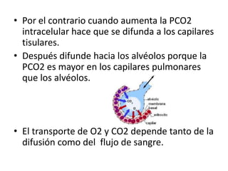 • Por el contrario cuando aumenta la PCO2
  intracelular hace que se difunda a los capilares
  tisulares.
• Después difunde hacia los alvéolos porque la
  PCO2 es mayor en los capilares pulmonares
  que los alvéolos.




• El transporte de O2 y CO2 depende tanto de la
  difusión como del flujo de sangre.
 