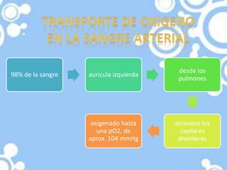 desde los
98% de la sangre   aurícula izquierda
                                         pulmones




                    oxigenado hasta     atraviesa los
                      una pO2, de         capilares
                   aprox. 104 mmHg       alveolares
 