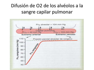 Difusión de O2 de los alvéolos a la
     sangre capilar pulmonar
 
