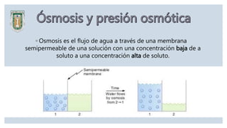 ◦ Osmosis es el flujo de agua a través de una membrana
semipermeable de una solución con una concentración baja de a
soluto a una concentración alta de soluto.
 