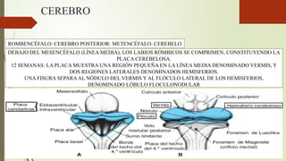 Labios Rombicos capitulo-18-sistema-nervioso-central.pptx