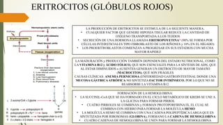 ERITROCITOS (GLÓBULOS ROJOS)
LA PRODUCCIÓN DE ERITROCITOS SE ESTIMULA DE LA SIGUIENTE MANERA:
• CUALQUIER FACTOR QUE GENERE HIPOXIA TISULAR REDUCE LA CANTIDAD DE
OXÍGENO TRANSPORTADAA LOS TEJIDOS
• SECRECIÓN DE UNA HORMONA LLAMADA ERITROPOYETINA* (90% SE FORMA POR
CÉLULAS INTERSTICIALES TIPO FIBROBLASTO DE LOS RIÑONES y 10% EN EL HÍGADO)
• LOS PROERITROBLASTOS COMIENZAN A PROGRESAR EN SUS ESTADIOS CON MUCHA
MAYOR RAPIDEZ
LA MADURACIÓN y PRODUCCIÓN TAMBIÉN DEPENDEN DEL ESTADO NUTRICIONAL, COMO
LA VITAMINA B12 y ÁCIDO FÓLICO, QUE SON ESENCIALES PARA LA SÍNTESIS DE ADN, QUE
AL ESTAR DIMINUIDOS o AUSENTES GENERAN UN ERITROCITO DE MAYOR TAMAÑO
(MACROCITOS), QUE SON FRÁGILES
CAUSAS CLÍNICAS: ANEMIA PERNICIOSA (ENFERMEDAD GASTROINTESTINAL DONDE UNA
MUCOSA GÁSTRICAATRÓFICA NO SINTETIZA FACTOR INTRÍNSECO, POR LO QUE NO SE
REABSORBE LA VITAMINA B12
FORMACIÓN DE LA HEMOGLOBINA:
• LA SUCCINIL-CoA QUE SE HA FORMADO EN EL CICLO METABÓLICO DE KREBS SE UNE A
LA GLICINA PARA FORMAR PIRROL
• CUATRO PIRROLES SE COMBINAN y FORMAN PROTOPORFIRINA IX, EL CUAL SE
COMBINA CON HIERRO PARA FORMAR LA MOLÉCULA HEMO
• LA MOLÉCULA HEMO SE COMBINA CON UNA CADENA POLIPEPTÍDICA LARGA QUE ES
SINTETIZADA POR RIBOSOMAS (GLOBINA), FORMANO LA CADENA DE HEMOGLOBINA
• CUATRO CADENAS DE HEMOGLOBINA SE UNEN PARA FORMAR LA HEMOGLOBINA
 