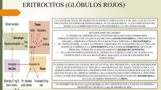 ERITROCITOS (GLÓBULOS ROJOS)
LA CANTIDAD TOTAL DE HIERRO EN NUESTRO CUERPO ES DE 4-5 GR; DEL CUAL EL 65% SE
ENCUENTRA EN FORMA DE HEMOGLOBINA, 4% EN MIOGLOBINA, 1% EN COMPUESTOS DEL
HEMO, 0,1% COMBINADO CON LA TRANSFERRINA y 15-30% ALMACENADO
METABOLISMO DEL HIERRO:
• EL HIERRO SE ABSORBE EN EL INTESTINO DELGADO PARA COMBINARSE
INMEDIATAMENTE CON UNA BETA-GLOBULINA (APOTRANSFERRINA, FORMADA EN EL
HÍGADO y LIBERADAA TRAVÉS DE LA BILIS) PARA FORMAR LA TRANSFERRINA
• SU UNIÓN ES DEBIL, LO QUE LE PERMITE LIBERARSE EN CUALQUIER CÉLULA TISULAR,
DONDE SE COMBINAA LA APOFERRITINA PARA FORMAR FERRITINA, QUE ES SU
PRINCIPAL FORMA DE ALMACENAMIENTO (HIERRO DE DEPÓSITO)
• SI LA TRANSFERRINA DEPOSITA EL HIERRO EN LA MÉDULA ÓSEA, SE GENERA UNA
UNIÓN FUERTE CON SUS RECEPTORES, PARA QUE LUEGO SEA INGERIDO POR
ENDOCITOSIS
CUANDO ACABAN LOS 120 DÍAS DEL CICLO VITAL DEL ERITROCITO y SON DESTRUIDOS POR
CÉLULAS DE KUPFFER EN EL HÍGADO y/o MACRÓFAGOS DEL BAZO y MÉDULA ÓSEA, LA
HEMOGLOBINA ES LIBERADA e INGERIDA POR CÉLULAS MONOCITOMACROFÁGICAS, LOS
QUE HACEN QUE SE LIBERE EL HIERRO y SEAALMACENADO COMO FERRITINA. POR OTRO
LADO, LA PORCIÓN PORFIRINA ES CONVERTIDA EN UN PIGMENTO BILIAR (BILIRRUBINA),
EL CUAL SE LIBERA MEDIANTE LA BILIS
UN HOMBRE EXCRETA 0.6 mg DE HIERRO AL DÍA; MIENTRAS QUE LA MUJER EN PÉRDIDA
MENSTRUAL EXCRETA 1.3 mg DE HIERRO AL DÍA*
 