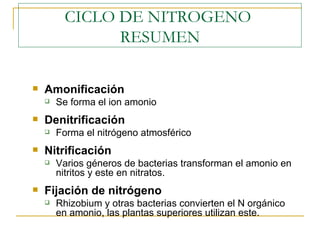 Amonificación Se forma el ion amonio Denitrificación Forma el nitrógeno atmosférico Nitrificación Varios géneros de bacterias transforman el amonio en nitritos y este en nitratos. Fijación de nitrógeno Rhizobium y otras bacterias convierten el N orgánico en amonio, las plantas superiores utilizan este. CICLO DE NITROGENO  RESUMEN 