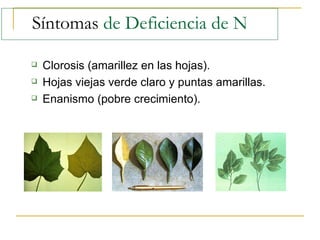 Síntomas  de Deficiencia de N Clorosis (amarillez en las hojas). Hojas viejas verde claro y puntas amarillas. Enanismo (pobre crecimiento). 