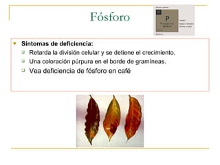 Fósforo Síntomas de deficiencia: Retarda la división celular y se detiene el crecimiento. Una coloración púrpura en el borde de gramíneas. Vea deficiencia de fósforo en caf é 