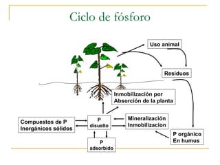 Ciclo de fósforo Compuestos de P Inorgánicos sólidos P orgánico En humus Uso animal Residuos Inmobilización por  Absorción de la planta Mineralización Inmobilizacion P disuelto P adsorbido 