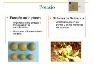 Potasio Función en la planta Importante en la síntesis y translocación de carbohidratos. Promueve el fortalecimiento del tallo. Síntomas de Deficiencia Amarillamiento en las puntas y en los márgenes de las hojas,  
