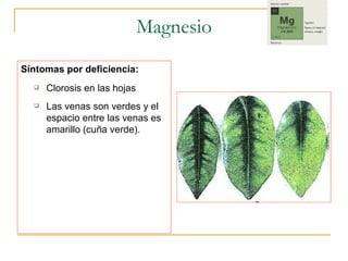 Magnesio Síntomas por deficiencia: Clorosis en las hojas Las venas son verdes y el espacio entre las venas es amarillo (cuña verde). 
