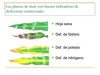 Las plantas de maiz son buenas indicadoras de deficencias nutricionales Hoja sana Def. de f ósforo Def. de potasio Def. de nitrógeno 