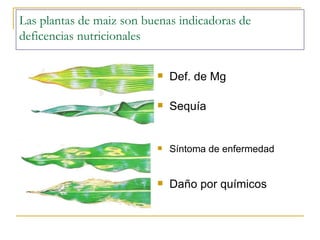 Las plantas de maiz son buenas indicadoras de deficencias nutricionales Def. de Mg Sequía Síntoma de enfermedad Daño por químicos 