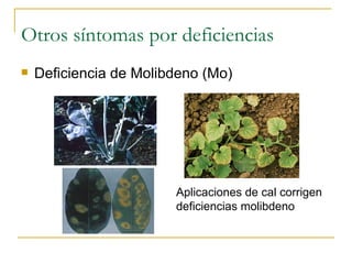 Deficiencia de Molibdeno (Mo) Otros síntomas por deficiencias Aplicaciones de cal corrigen  deficiencias molibdeno 