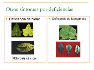 Otros síntomas por deficiencias Deficiencia de hierro Deficiencia de Manganeso Clorosis cálcica 