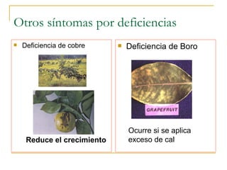 Otros síntomas por deficiencias Deficiencia de cobre Deficiencia de Boro Reduce el crecimiento Ocurre si se aplica  exceso de cal 