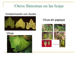 Otros Síntomas en las hojas Contaminación con Azufre Virus Virus en papaya 