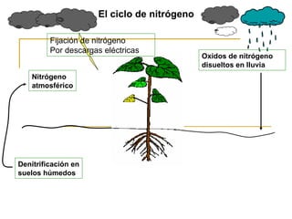 El ciclo de nitrógeno Nitrógeno  atmosférico Denitrificación en suelos húmedos Oxidos de nitrógeno disueltos en lluvia Fijación de nitrógeno Por descargas eléctricas 