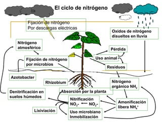 El ciclo de nitrógeno Nitrógeno  atmosférico Oxidos de nitrógeno disueltos en lluvia Fijación de nitrógeno Por descargas eléctricas Denitrificación en suelos húmedos Lixiviación Uso animal Residuos Pérdida Nitrógeno  orgánico NH 2 Amonificación libera NH 4 + Rhizobium Azotobacter Fijación de nitrógeno por microbios Absorción por la planta Nitrificación NO 3 -  NO 2 - Uso microbiano Inmobilización 